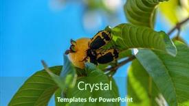  Presentation with pest - Presentation theme having destroy - found in summer in most background and a tawny brown colored foreground