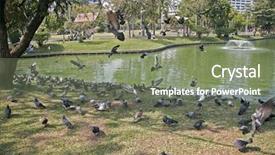  Presentation with water fountain - Presentation with fountain living water - pigeons in city park bangkok background and a gray colored foreground