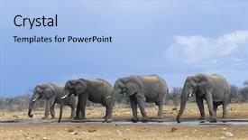  Presentation with elephants - Beautiful presentation featuring four african elephants loxodonta africana backdrop and a light blue colored foreground