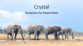  Presentation with elephants - Presentation design consisting of four african elephants loxodonta africana background and a sky blue colored foreground