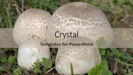  Presentation with bisporus - Slide set consisting of four agaricus bisporus field mushroom background and a mint green colored foreground