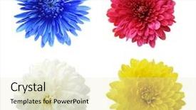  Presentation with heads - Audience pleasing presentation theme consisting of four aster mum flower backdrop and a soft green colored foreground