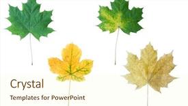  Presentation with four seasons change - Presentation with four autumn leaflets are isolated background and a cream colored foreground
