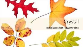  Presentation with sea life high resolution - PPT theme enhanced with four autumn leaves high resolution background and a blonde colored foreground