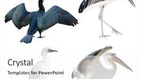  Presentation with birds - Slide set consisting of four birds isolated on white background and a white colored foreground