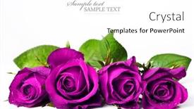  Presentation with pure white - Amazing slides having four bright pink roses on a pure white background with space for text backdrop and a white colored foreground