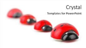  Presentation with toy - Audience pleasing presentation consisting of four colored - toy ladybirds isolated on white backdrop and a  colored foreground