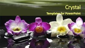  Presentation with colorful green corn field - Cool new PPT theme with four colorful orchid and stones backdrop and a tawny brown colored foreground