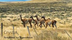  Presentation with lama - Presentation design with four-curious-guanaco-lamas-lama background and a yellow colored foreground