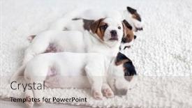  Presentation with russell - Slide deck featuring four-cute-jack-russell-terrier background and a soft green colored foreground