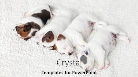  Presentation with russell - Slides consisting of four-cute-jack-russell-terrier background and a white colored foreground