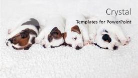  Presentation with russell - Slide set having four-cute-jack-russell-terrier background and a white colored foreground