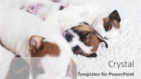  Presentation with russell - PPT layouts enhanced with four-cute-jack-russell-terrier background and a white colored foreground