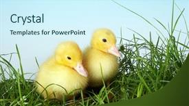  Presentation with old days - Colorful PPT theme enhanced with four days old easter duckling backdrop and a cool aqua colored foreground