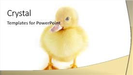  Presentation with old days - Theme having four days old easter duckling background and a white colored foreground