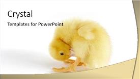  Presentation with old days - Beautiful presentation theme featuring four days old easter duckling backdrop and a white colored foreground