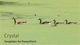  Presentation with green lake - Slide set having four-ducks-in-a-row background and a mint green colored foreground