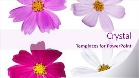  Presentation with white flowers of jasmine - Audience pleasing presentation theme consisting of flowers isolated on white background backdrop and a pink colored foreground