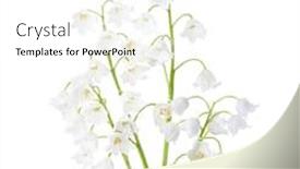  Presentation with lily of the valley close - Slide deck featuring four-flowers-of-lily background and a white colored foreground
