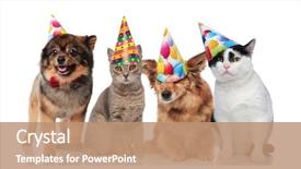  Presentation with standing sitting - PPT layouts enhanced with four funny cats and dog background and a coral colored foreground