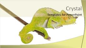  Presentation with branch - Beautiful slides featuring four-horned-chameleon-chamaeleo-quadricornis backdrop and a yellow colored foreground