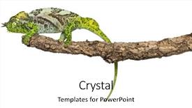  Presentation with branch - Cool new slides with four-horned-chameleon-chamaeleo-quadricornis backdrop and a white colored foreground