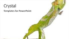  Presentation with branch - Beautiful theme featuring four-horned-chameleon-reaching-away backdrop and a white colored foreground