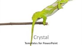  Presentation with branch - Colorful slide deck enhanced with four-horned-chameleon-reaching-away backdrop and a white colored foreground