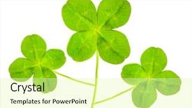  Presentation with clover - Amazing theme having four leaf clover - green quarter-foils symbols backdrop and a blonde colored foreground