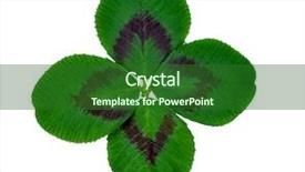  Presentation with isp network cables closeup - Presentation theme enhanced with four leaf clover - quarterfoil closeup isolated background and a forest green colored foreground