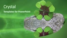  Presentation with four leaf clover - Audience pleasing PPT theme consisting of clovers leaves stone - four leaf clover - natural backdrop and a forest green colored foreground
