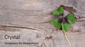  Presentation with four leaf clover - Colorful PPT theme enhanced with four-leaf clover on wooden backdrop and a light gray colored foreground