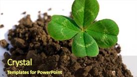  Presentation with four leaf clover - Audience pleasing slides consisting of four leaf clover backdrop and a wine colored foreground