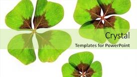  Presentation with four leaf clover - Slides enhanced with four leaves clovers pattern isolated background and a yellow colored foreground
