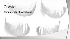  Presentation with feather - PPT theme with four light feathers isolated background and a white colored foreground