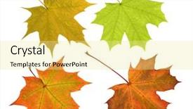  Presentation with green maple leaves - Slide deck featuring four maple leaves isolated background and a blonde colored foreground