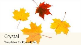  Presentation with maple leaves - Cool new presentation theme with four maple leaves on white background backdrop and a yellow colored foreground