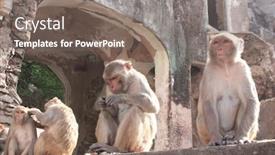  Presentation with india temple - Slide deck having galta ji mandir temple background and a gray colored foreground