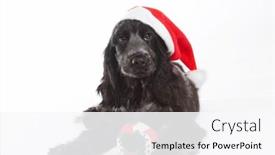  Presentation with old dog - Cool new slides with four month old cocker spaniel puppy dog wearing a christmas hat backdrop and a sky blue colored foreground