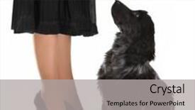  Presentation with old dog - Audience pleasing presentation design consisting of four month old cocker spaniel puppy dog looking up towards a lady in black with stiletto high heels backdrop and a light gray colored foreground