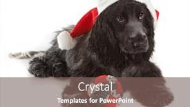  Presentation with dog christmas - Beautiful PPT theme featuring four month old cocker spaniel puppy dog with santa hat and christmas decoration backdrop and a violet colored foreground