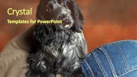  Presentation with old dog - Colorful PPT theme enhanced with various colorfull makeup tools on white background note shallow depth of field backdrop and a light gray colored foreground