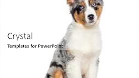  Presentation with puppy - Presentation featuring four-months-old-puppy-blue background and a white colored foreground