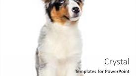 Presentation with australian - Presentation theme having four-months-old-puppy-blue background and a white colored foreground