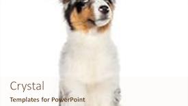  Presentation with australian - Slide deck having four-months-old-puppy-blue background and a cream colored foreground