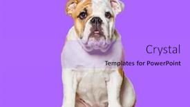  Presentation with english bulldog - Slide set having four-months-old-puppy-english background and a light blue colored foreground