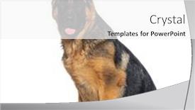  Presentation with german - Slides having four-months-old-puppy-german background and a  colored foreground