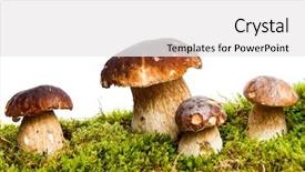  Presentation with mushrooms - Slides consisting of four mushrooms boletus edulis - porcino background and a white colored foreground