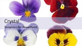  Presentation with pansy - Presentation design enhanced with four pansy blooms collection isolated background and a light blue colored foreground