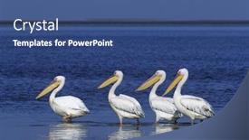  Presentation with ocean - PPT theme with four-pelicans-wading-in-ocean background and a ocean colored foreground